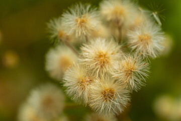 Delicate Dandelion Seed Heads Glow with Ethereal Beauty in Soft Natural Light. Dreamy Macro Photography Captures Fluffy White Seedheads Against Blurred Green Background in Perfect Spring Detail
