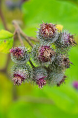 Macro Photography of Greater Burdock (Arctium lappa) Showing Purple Burrs and Spiky Texture. Close-up Nature Study of Wild Thistle Seed Heads Against Blurred Green Background