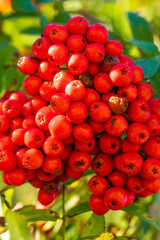 Fresh Red Rowan Berries Bunched in Perfect Natural Formation. Macro Photography of Sorbus Aucuparia Displaying Nature's Autumn Bounty