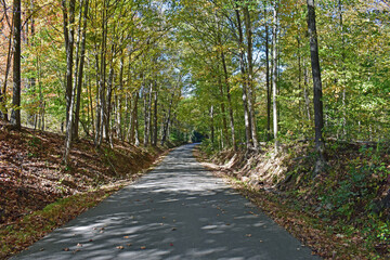 path in the woods