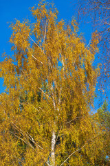 Fototapeta premium Towering Birch Tree Showcases Brilliant Yellow Leaves in Peak Fall Season. Vertical Nature Photography Capturing White Bark and Golden Canopy Against Azure Sky