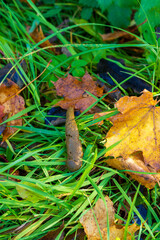 Uncleaned Dog Waste in Green Grass with Autumn Leaves. Environmental Issue of Pet Waste Management in Urban Parks and Yards