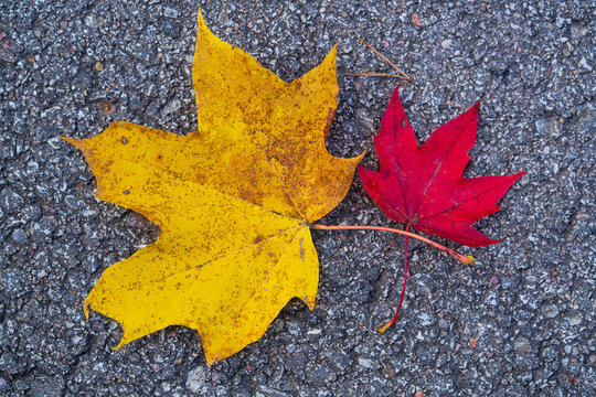 Vibrant Yellow and Red Maple Leaves on a Dark Asphalt Background. Dramatic Autumn Colors Showcase Nature's Contrast in Fall Season.