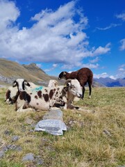 sheeps in the pyrenees mountain nature