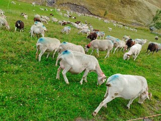 Obraz premium sheeps in the pyrenees mountain nature