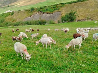 sheeps in the pyrenees mountain nature