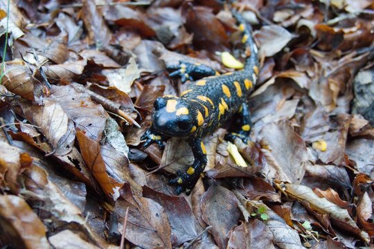salamander in the leaves in the wood