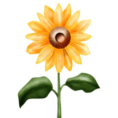 sunflower isolated on white