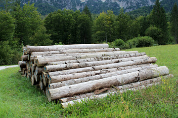 Tronchi di alberi tagliati accatastati nel campo di erba con bosco