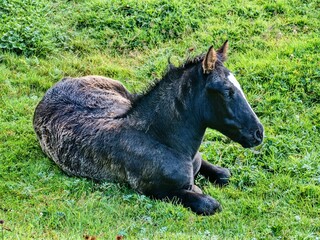 wild horse in the nature in maountains