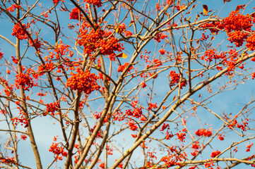 Branch of rowan bush with red berries on blue sky background