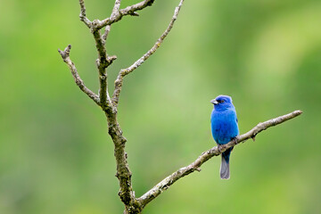 An Indigo Bunting Displays Its Brilliant Blue Hues