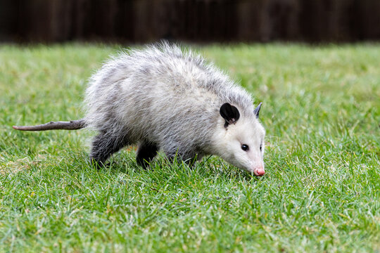 Opossum Sniffing for Food on Back Yard Lawn