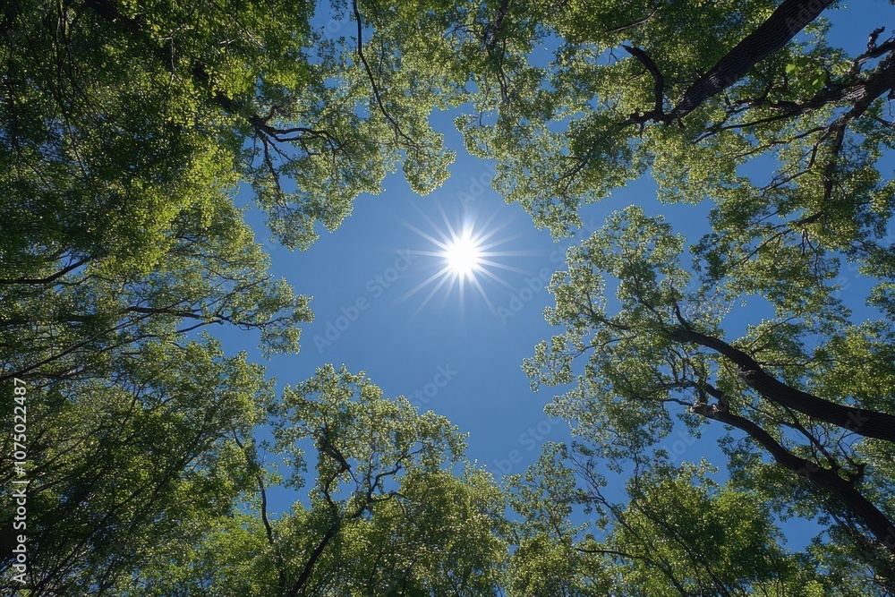 Poster sun shining through green trees canopy in springtime