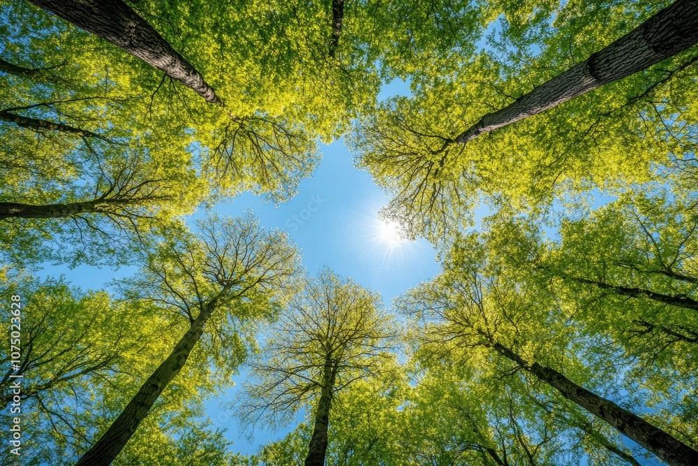 Poster Sunlight shining through canopy of tall trees in spring