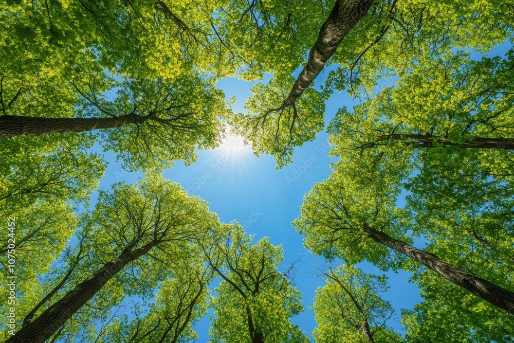 Poster sunshine reaching through canopy of tall trees in spring, shot from below