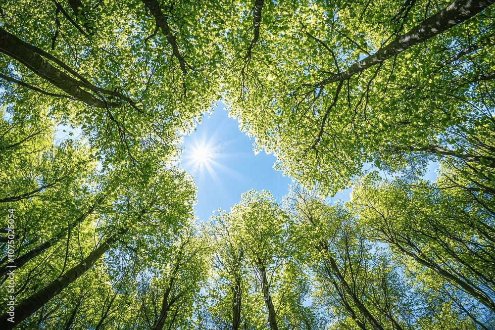 Poster sun shining through canopy of lush green trees in springtime