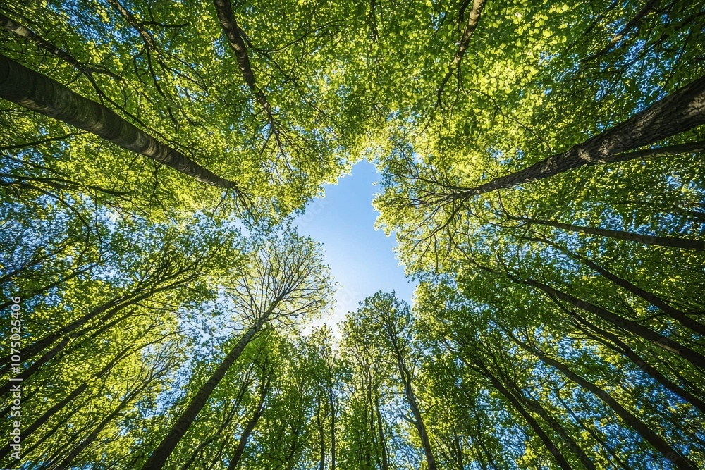 Poster Sunlight filtering through green canopy of tall trees in forest