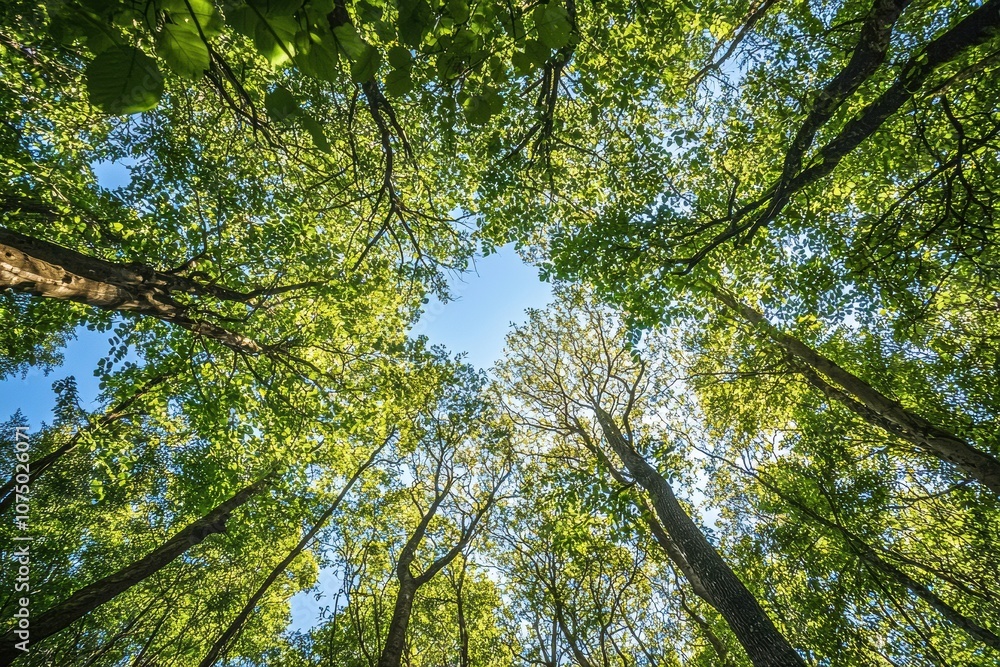 Poster sunlight filtering through canopy of tall trees in forest