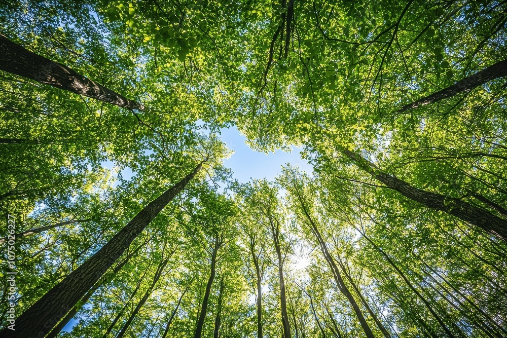 Poster Sunlight filtering through green canopy of tall trees in forest