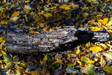 autumn leaves on the ground