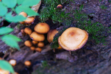 mushrooms in the forest