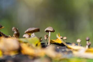 mushrooms in the forest