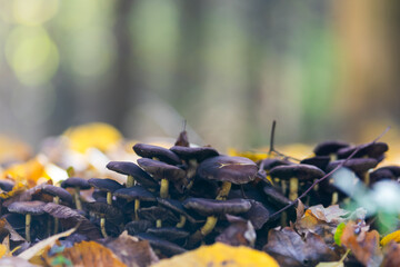 mushrooms in the forest