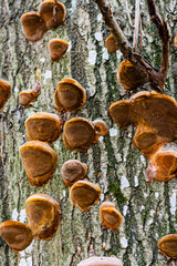 mushrooms in the forest
