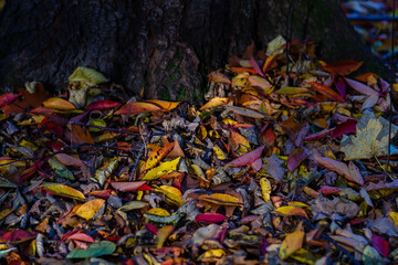 autumn leaves on the ground