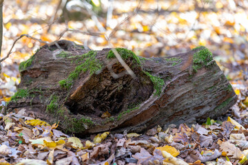 autumn leaves on the ground