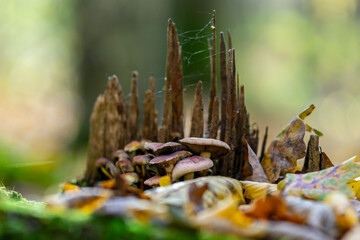 mushrooms in the forest