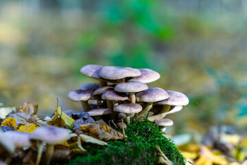 mushrooms in the forest