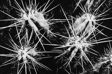 It is a variety of Opuntia polyacantha that is called "Manu kaktus opuncja"