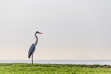 Fototapeta premium Garza en la Isla de Paquetá - Rio de Janeiro, Brazil