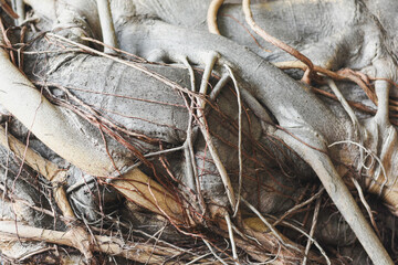 Close-up of the roots of a Bodhi tree.