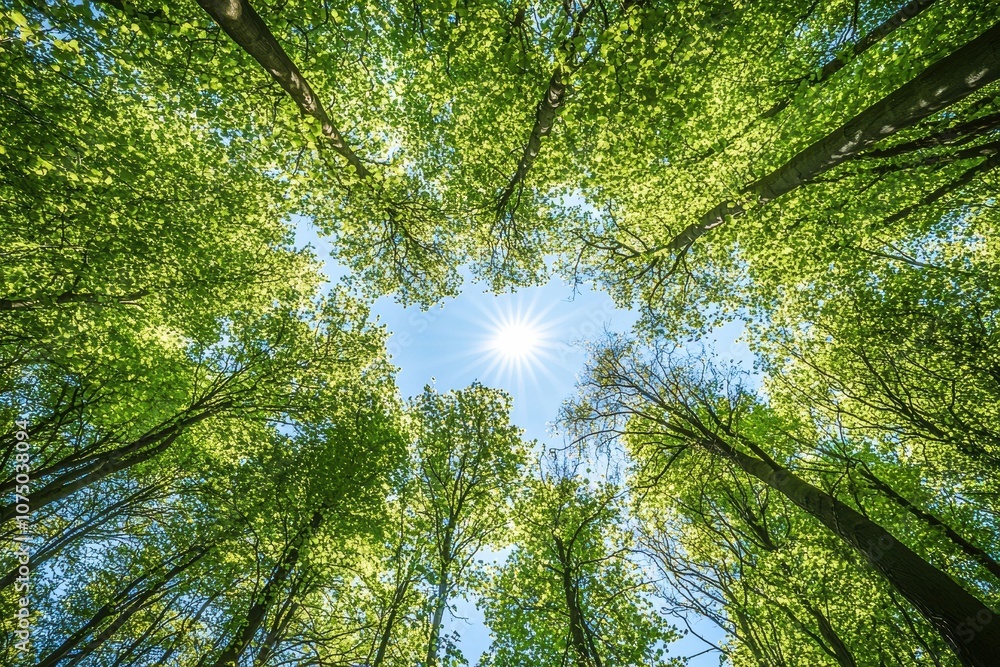 Poster sun shining through lush green canopy of trees in forest