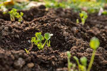 Planting ranunculus flowers. Flowerbed with presprouted Ranunculus corms or Persian buttercup seedlings.