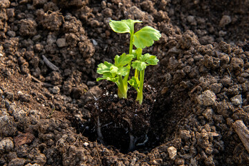 Planting ranunculus flowers. Flowerbed with presprouted Ranunculus corms or Persian buttercup seedlings.