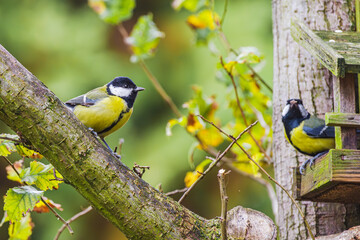Bogatka lub sikora bogatka (Parus major) gatunek małego, częściowo wędrownego ptaka wróblowego z rodziny sikor (Paridae) © Henryk Niestrój