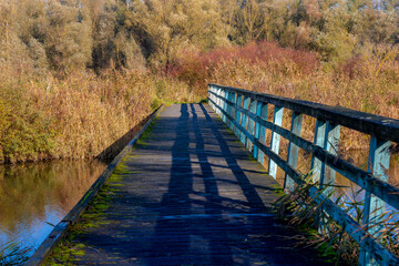 Autumn landscape, Typical Dutch polder with wooden bridge, Small canal or ditch with reed plants...