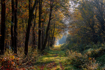 Gravel or soil path in the wood, Colourful yellow orange leaves on the trees, Forest in autumn with soft sunlight and brown leaf on the ground, Flevoland, Countryside of Netherlands, Nature background