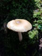 mushroom in the forest