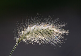 Close-up of a dried grass flower with dew drops