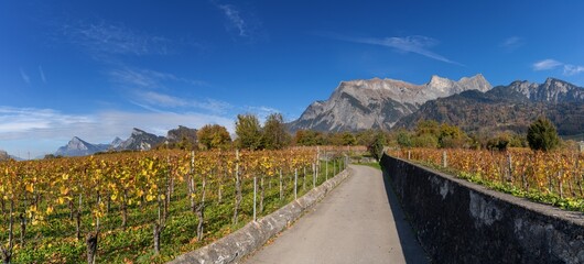 panorama view of the vineyards and mountains in Maienfeld village in Switzerland