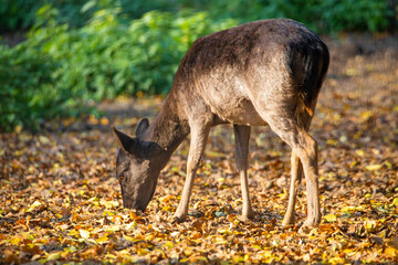 A deer in the woods feeding