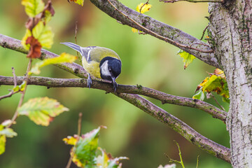 Bogatka lub sikora bogatka (Parus major) gatunek małego, częściowo wędrownego ptaka wróblowego z rodziny sikor (Paridae) © Henryk Niestrój