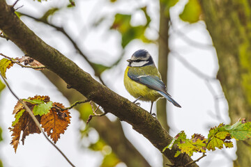 Modraszka zwyczajna inaczej sikora modra, sikora modraszka (Cyanistes caeruleus) na gałęzi drzewa...