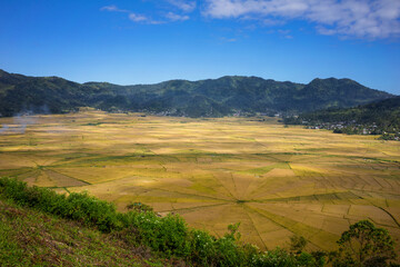 Obraz premium Expansive golden rice fields forming unique geometric patterns, set against the backdrop of mountains in Flores, Indonesia, under a bright blue sky