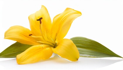 Lily yellow on white background isolated. Beautiful flower.